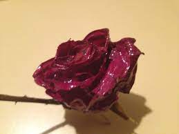 I Dip My Roses Or Paint Them With Modge Podge To Save And Preserve Them Mod Podge Crafts Preserve Flowers How To Preserve Flowers