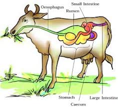 Nutrition In Animals Food Cbse Class 7 Ekshiksha