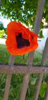 Mohnblume Blick Durch Den Zaun Mohnblume Blumen Mohn