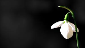 Sneeuwklokje Simple Rangoli Designs Images Black Backgrounds Small Rangoli Design
