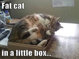 Maybe you would like to learn more about one of these? Funny Fat Cat Pictures