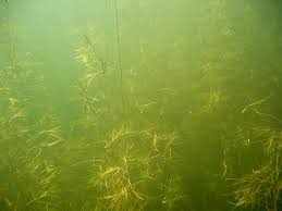 Image result for Stuckenia