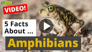 Video All About Amphibians 5 Interesting Facts