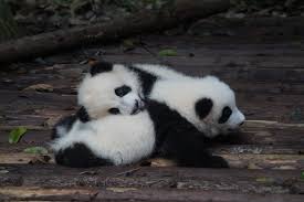 Pandas offers a wide variety of options. How To Save Read A Pandas Dataframe Containing Lists Or Dictionaries Predictive Hacks