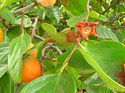Image result for Diospyros consolatae