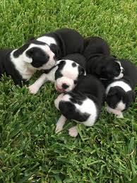 Boston terrier puppies for sale in oregon, washington, idaho. Boston Terrier Puppies For Sale Katy Tx 224134