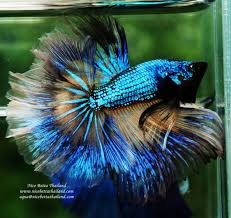 Nice Betta Thailand Co Ltd Betta Fish For Sale Siamese Fighting Fish In 2020 Betta Fish Fish For Sale Siamese Fighting Fish