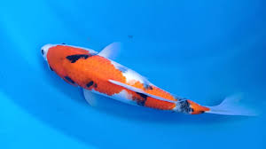 Koi jogja facebook on ikan koi murah ukuran 20 centimeters. Harga Ikan Koi Murah Agro Koi Farm Kediri Jual Ikan Koi Berkualitas Youtube