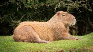 El carpincho, también conocido como capibara o chigüire, es un roedor de tamaño grande común es zona boscosas y . Carpinchos Los Animales De La Cuarentena Por Que Se Volvieron Virales En Las Redes Por Las Redes
