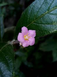 Image result for Mostuea brunonis