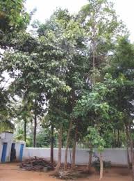 It suppresses grasses and provides livestock fodder. Tamil Nadu Treepedia