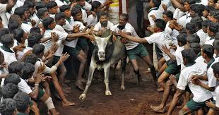 Submitted 4 years ago by kadhalyogi. As Jallikattu Supporters Grow More Insistent Dalit Voices Of Protest Against Bull Taming Emerge