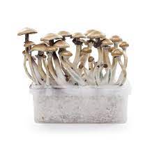 Buy magic truffles usa and canada with credit card and paypal. Get Your Golden Teacher Magic Mushroom Growkit Sirius Nl