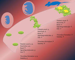 Image result for Platelet Function Closure Time