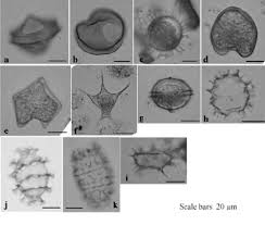 Image result for Hyperacanthus