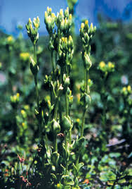 Image result for Sebaea