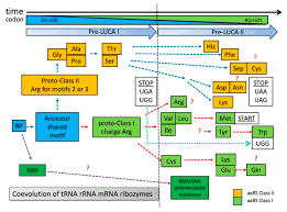 In both humans and cows, this sequence is part of a set of instructions for controlling the production of a protein. Life Free Full Text Universal Codons With Enrichment From Gc To Au Nucleotide Composition Reveal A Chronological Assignment From Early To Late Along With Luca Formation Html
