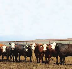 Certified Hereford Beef is gaining popularity among the best in the  industry. Whether it's a savory steak, a juicy hamburger o