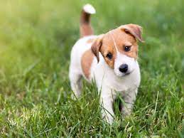 Adopt a dog or adopt a cat and you'll have a friend for life. Pet Adoption Day Kc Watch Party Legends Outlets Kansas City Outlet Mall Deals Restaurants Entertainment Events And Activities