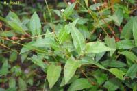 Image result for Persicaria strigosa