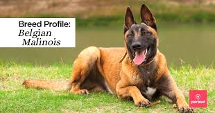 Where the malinois coat commonly has three shades in brown, creamy chocolate, and tan, the german shepherd's coat is more diverse. Belgian Malinois Dogs Find Out About This Breed