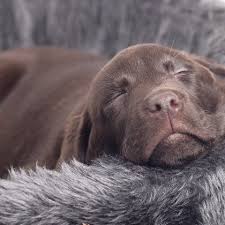 Brown Lab Labrador Puppy Choco Bruine Labrador Dorus Kopek Hayvan