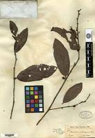 Image result for Bridelia scleroneura