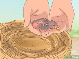 Find the perfect spiky hair stock photo. How To Identify Baby Birds 14 Steps With Pictures Wikihow