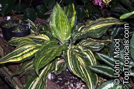 Image result for Palisota