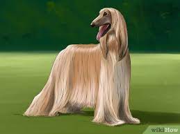Afghan hound sighthound breed from afghanistan. How To Identify An Afghan Hound 12 Steps With Pictures