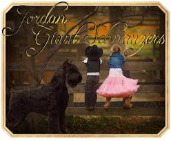 Giant schnauzer next to person. Jordan Giant Schnauzers Puppy Payment Form Tina 816 866 6104