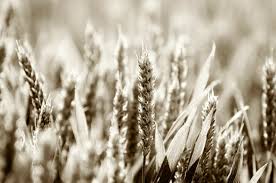 It is a grain plant like wheat, cereal in the ancient times, barley was regularly served in the variety of bread and porridge. Abundance Agriculture Barley Free Photo On Pixabay