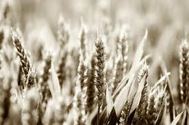 Barley is an excellent source of fiber which cause lower amount of. Abundance Agriculture Barley Free Photo On Pixabay