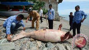 Kita bisa menemukan ikan di air tawar (danau atau sungai). 2 Ikan Duyung Mati Kena Jerat Nelayan Di Maluku