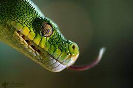 The Green Tree Python By Jiri Michal On 500px Evergreen Tree Tattoo Oak Tree Tattoo Green Trees