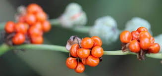 Image result for Freesia grandiflora