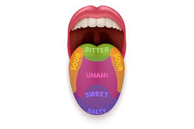 realistic tongue with basic taste areas tasting map in