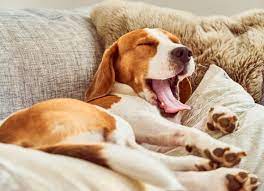 Dog Yawning What It Means Petmd