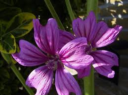 Image result for Malvaceae: Byttnerioideae, Helicteroideae