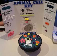 After this take orange color and yellow color play dough and place at middle. 3d Animal Cell Animal Cells Model Animal Cell Cell Model