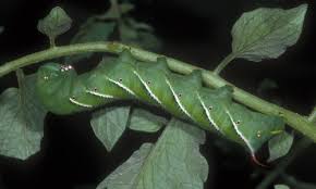 tomato hornworm, Manduca quinquemaculata (Haworth)