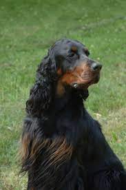 The gordon setter is known for its loyalty and devotion to its owner. Gordon Setter Puppies Puppy Dog Gallery Setter Puppies Gordon Setter Dogs And Puppies