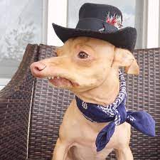Every dog owner knows the importance of giving a dog a diet that includes a variety of foods including human foods as well. Tuna The Dog Tuna Dog Cute Dog Pictures Chihuahua Funny
