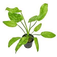 Welche zimmerpflanzen solltest du kaufen? Echinodorus Cordifolius Tropica Marble Queen Topf Aquasabi Aquaristik Shop