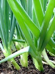 Green onions are a staple in most cuisines around the world, and with so many different culinary uses, why not learn how to grow green onions in your onion plants don't require a lot of maintenance, and so they're the perfect vegetable to grow in almost any medium, whether that be a small deck, a. Onions Green Grow Guide