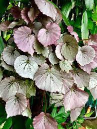 Begonia Martin S Mystery Trailing Scandent From Kartuz Greenhouses Smooth Rounded Pink Leaves Deep Red Undernea Pink Leaves Begonia Light Pink Flowers