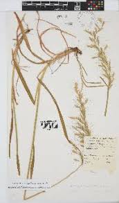 Image result for Trisetopsis