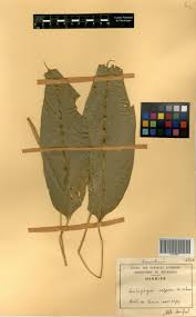 Image result for Halopegia azurea