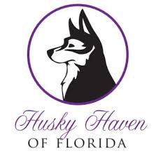Our primary mission is to help dogs in immediate. Pets For Adoption At Husky Haven Of Florida In Winter Springs Fl Petfinder