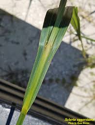 Image result for Scleria nyasensis